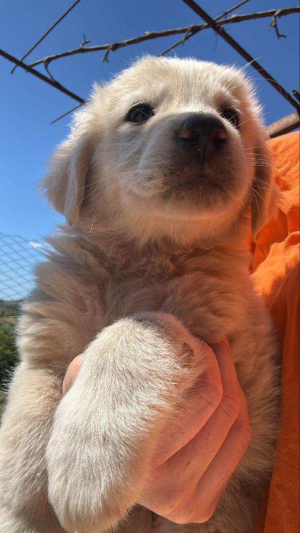 ✨🐾 cuccioli 🐾✨ meravigliosi in adozione  Foto 8