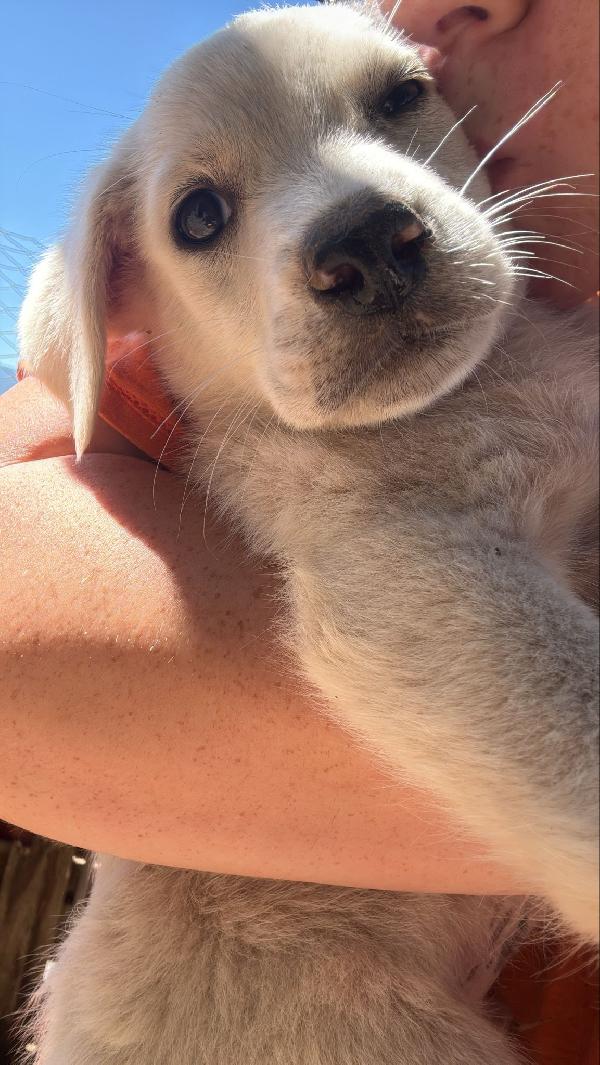 ✨🐾 cuccioli 🐾✨ meravigliosi in adozione  Foto 9