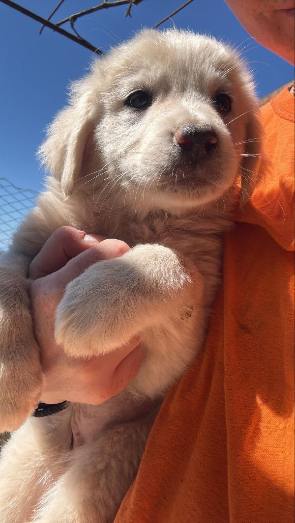 ✨🐾 cuccioli 🐾✨ meravigliosi in adozione  Foto 11