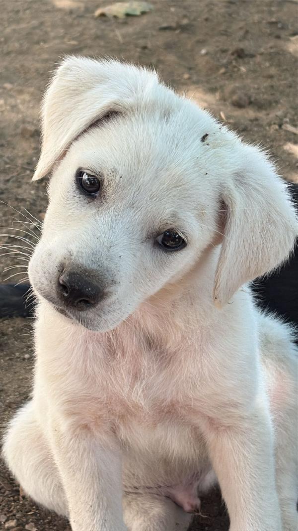 🔆🐾 meravigliosi cuccioli 🐾🔆 in adozione  Foto 2