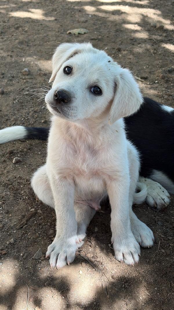 🔆🐾 meravigliosi cuccioli 🐾🔆 in adozione  Foto 3