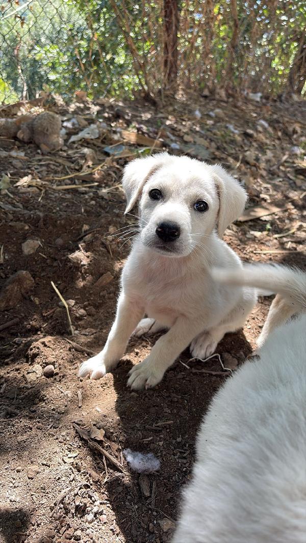 🔆🐾 meravigliosi cuccioli 🐾🔆 in adozione  Foto 4