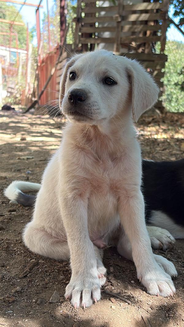 🔆🐾 meravigliosi cuccioli 🐾🔆 in adozione  Foto 5
