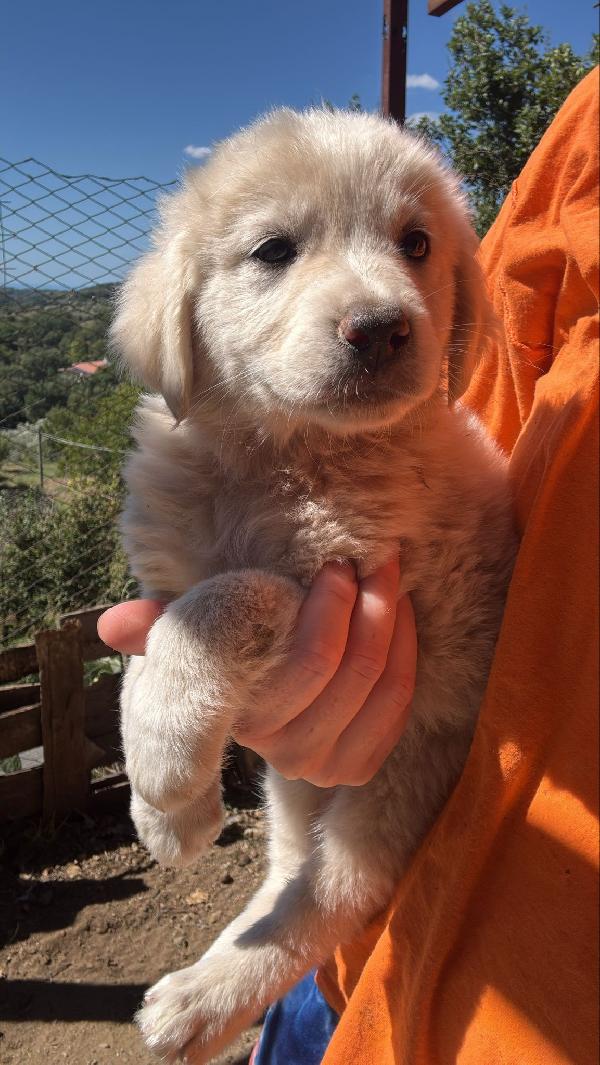 🔆🐾 meravigliosi cuccioli 🐾🔆 in adozione  Foto 6