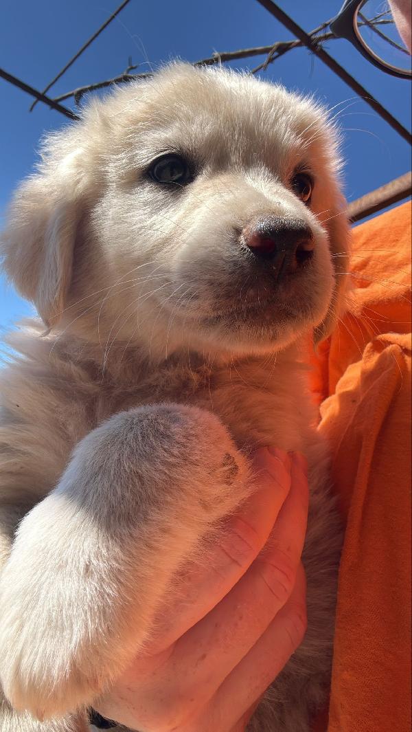 🔆🐾 meravigliosi cuccioli 🐾🔆 in adozione  Foto 8