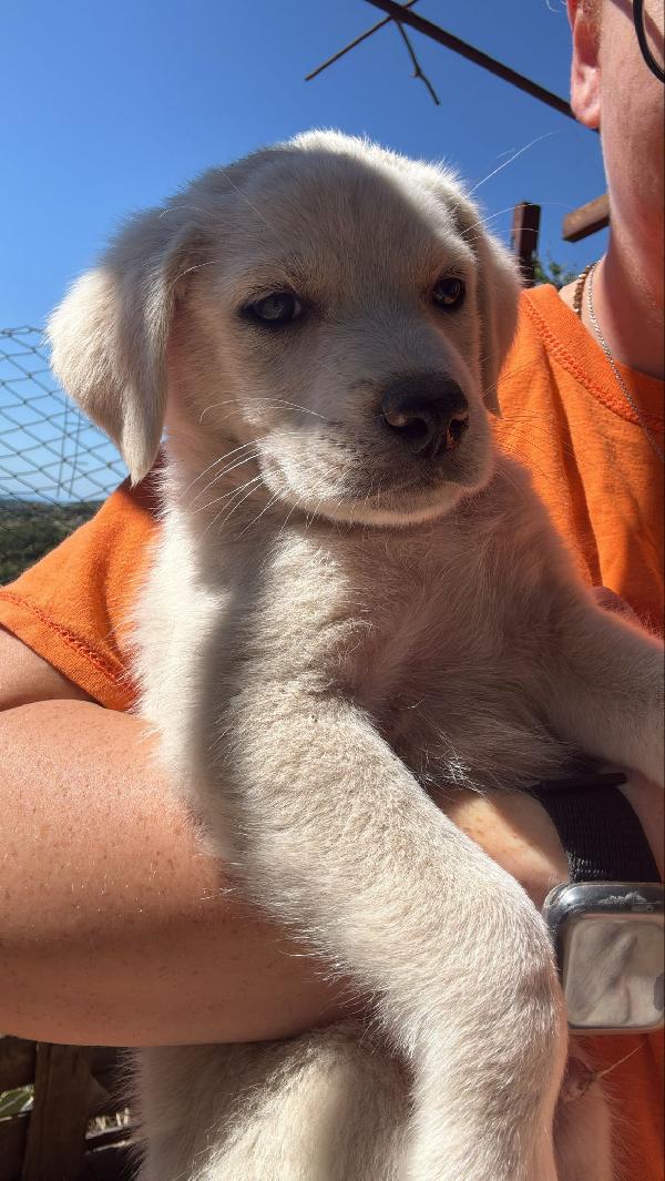 🔆🐾 meravigliosi cuccioli 🐾🔆 in adozione  Foto 9