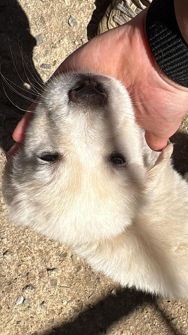 🔆🐾 meravigliosi cuccioli 🐾🔆 in adozione  Foto 10