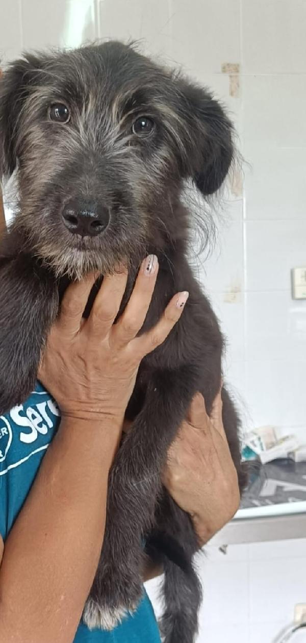 Libera, Bellissima Cucciola Barbutella 