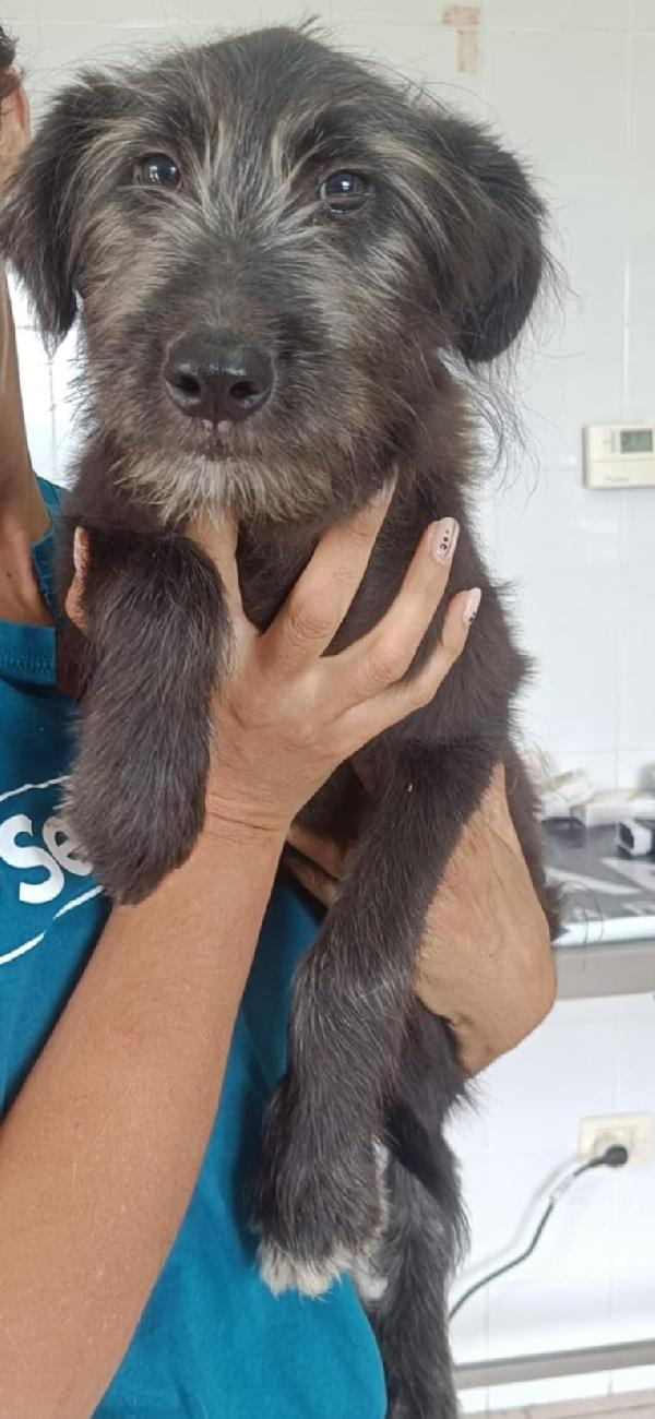Libera, bellissima cucciola barbutella  Foto 2