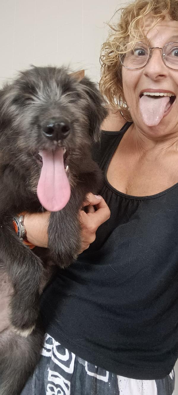 Libera, bellissima cucciola barbutella  Foto 3