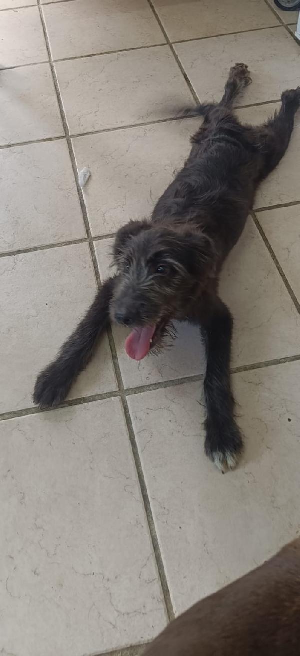 Libera, bellissima cucciola barbutella  Foto 4