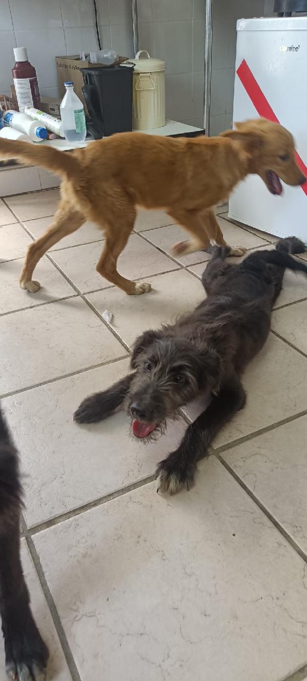 Libera, bellissima cucciola barbutella  Foto 5