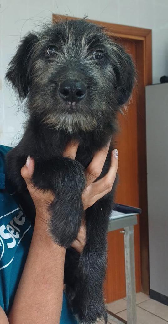 Libera, bellissima cucciola barbutella  Foto 6