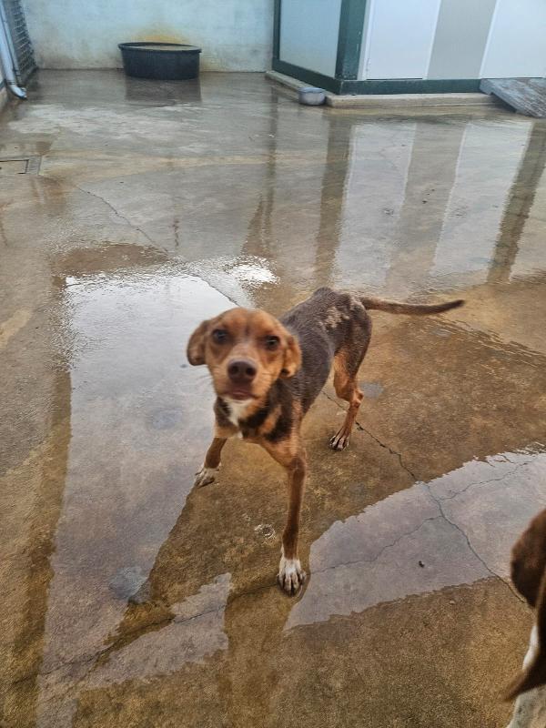 Lupo Splendido Dolce Cucciolo Tg Piccola Foto 4
