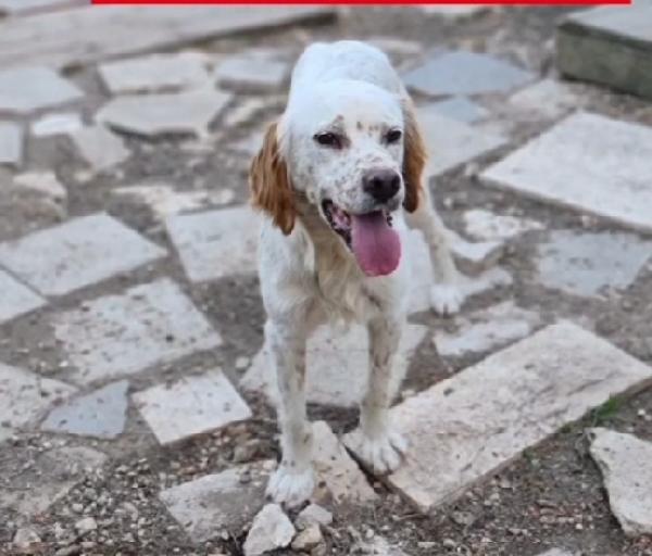 Casper Setter 2/3anni SFORTUNATO SOS GARGANO Foto 4
