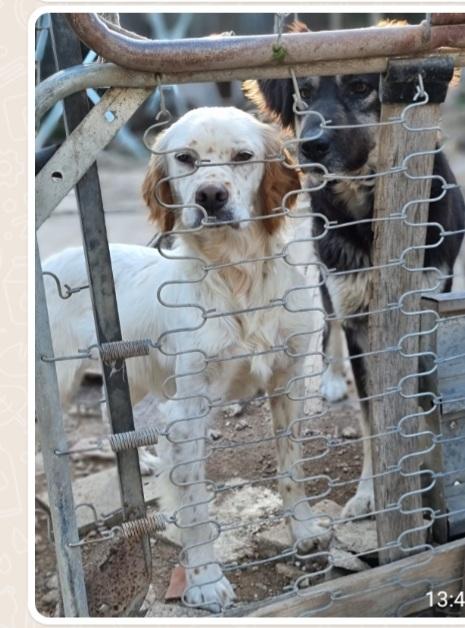 Casper Setter 2/3anni SFORTUNATO SOS GARGANO Foto 7