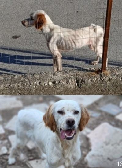 Casper Setter 2/3anni SFORTUNATO SOS GARGANO Foto 10
