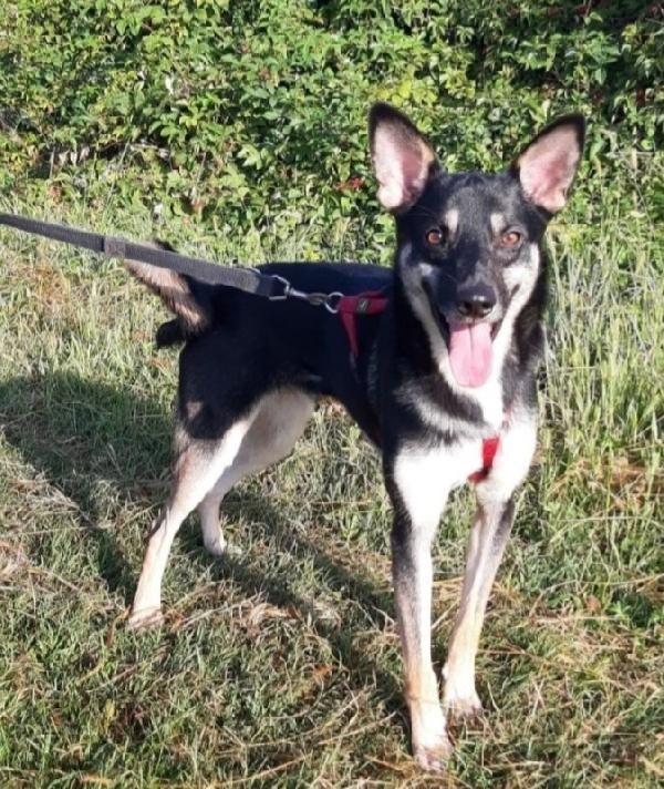 Bolt mix pastorino adulto salvato al sud MILANO Foto 4