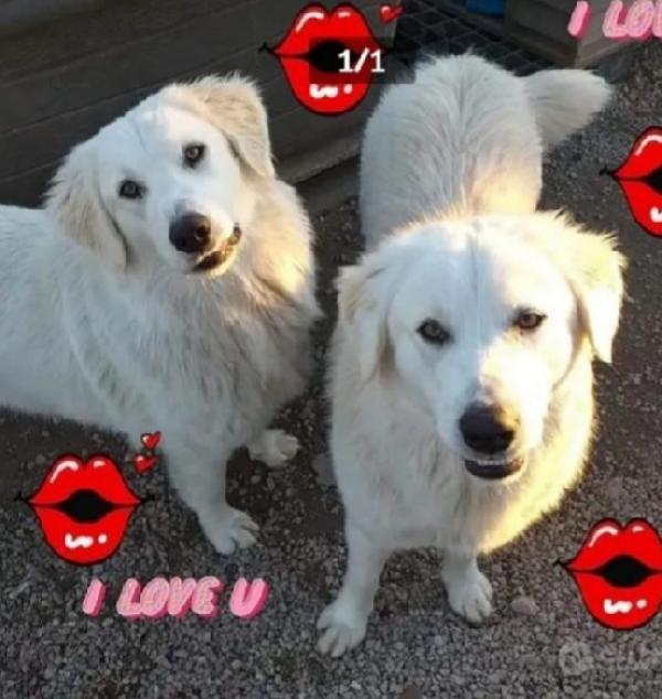 Fratello E Sorella Circa 3Anni Mix Labrador