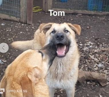 2fratelli 12/15mesi salvati cuccioli.BASILICATA  Foto 4