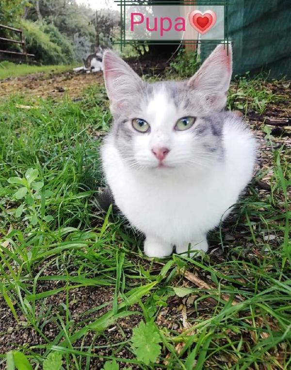 Gatti adulti dolcissimi cercano casa   Foto 2