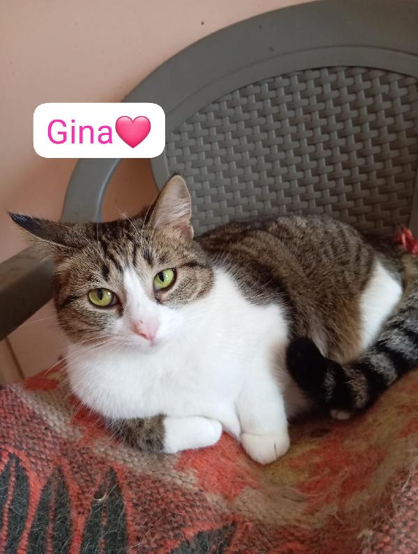 Gatti adulti dolcissimi cercano casa   Foto 3