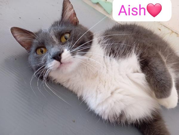 Gatti adulti dolcissimi cercano casa   Foto 5