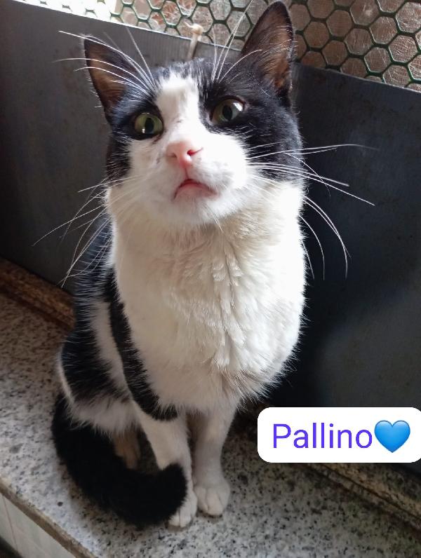Gatti adulti dolcissimi cercano casa   Foto 6