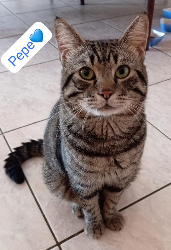 Gatti adulti dolcissimi cercano casa   Foto 7