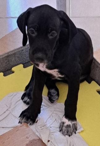 Cucciolo Nero Futura Tg Media Contenuta .Napoli