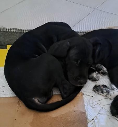 Cucciolo nero futura tg media contenuta .NAPOLI Foto 3