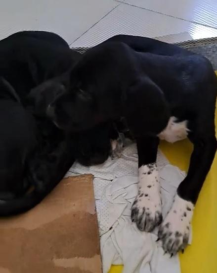Cucciolo nero futura tg media contenuta .NAPOLI Foto 5