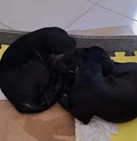 Cucciolo nero futura tg media contenuta .NAPOLI Foto 6
