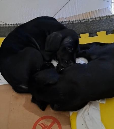 Cucciolo nero futura tg media contenuta .NAPOLI Foto 7