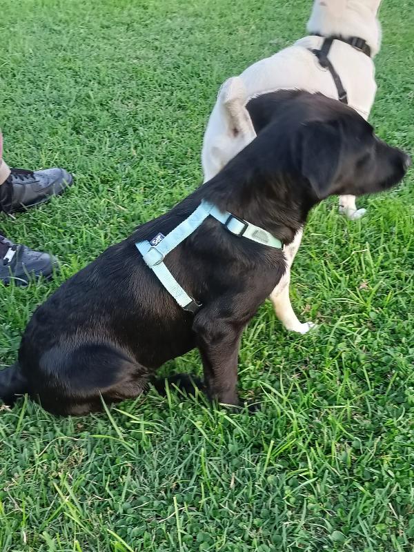 🐾 ROXY – CUCCIOLA DOLCISSIMA IN CERCA DI CASA 🐾 Foto 4