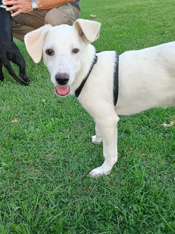 🌸🐾 Bianca – Piccola Guerriera In Cerca Di Casa 🐾🏠