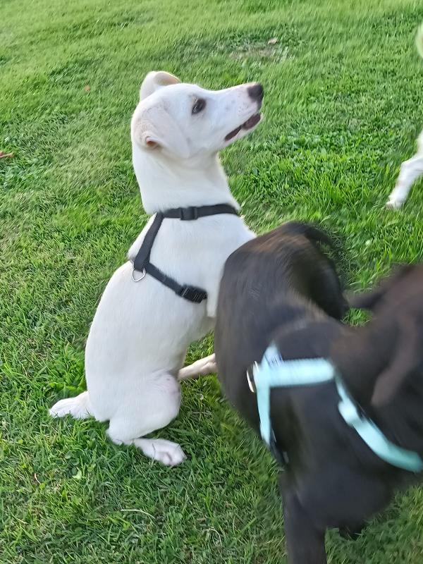 ❤️ BIANCA – PICCOLA GUERRIERA CHE CERCA IL SUO LIETO FINE ❤️ Foto 4