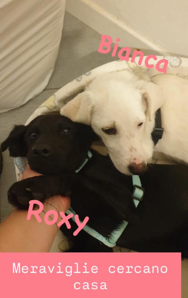 💔 Bianca E Roxy Due Cucciole, Una Storia Di Dolore… E Di Speranza 💔