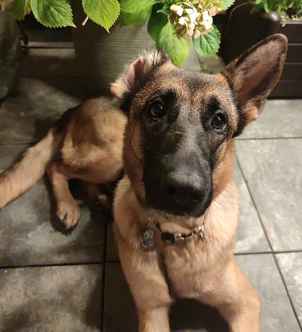Undi 6 anni pastore tedesco  Foto 5