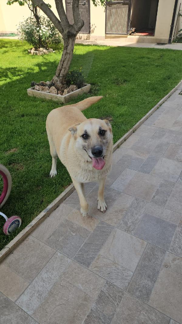 Luna Splendida Giovanotta Simil Malinois Cerca Famiglia