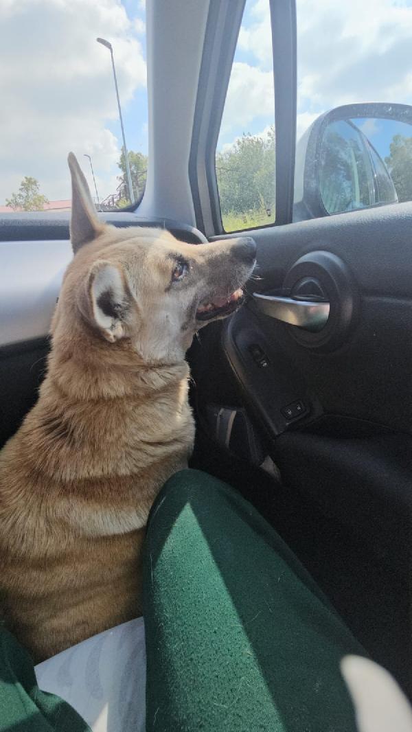 Luna Splendida Giovanotta Simil Malinois Cerca Famiglia Foto 3