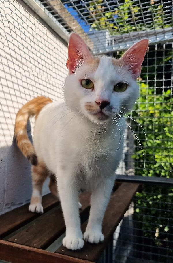 Polly Gattina Dolcissima