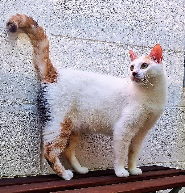 POLLY GATTINA DOLCISSIMA Foto 4