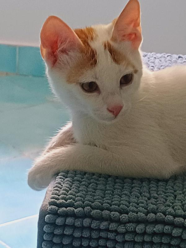 Micini bianchi/rossi 4mesi ROMA SOS CASA Foto 4