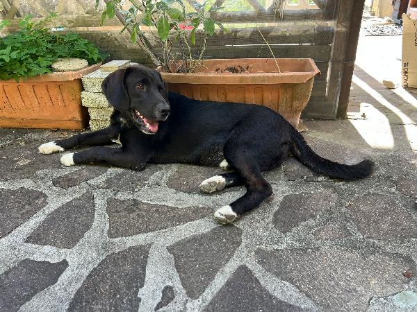 "Olly cerca il suo abbraccio per sempre" Foto 8