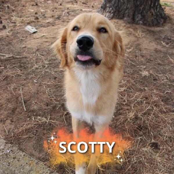 Scotty🩵🐾🩵