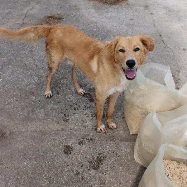 Scotty🩵🐾🩵 Foto 3