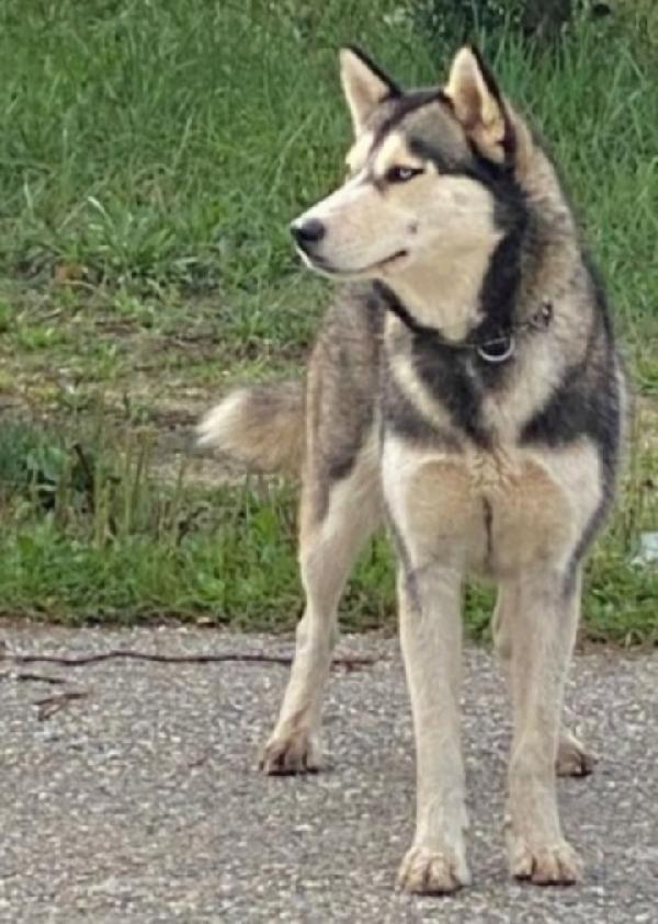 Husky Femmina 3Anni Buonissima Con Tutti