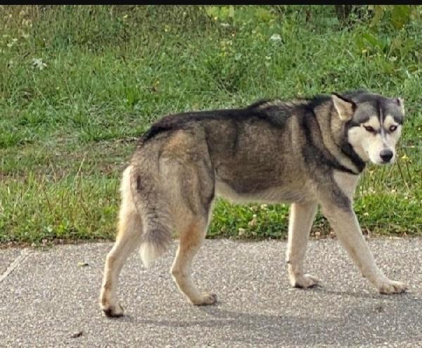 Husky femmina 3anni buonissima con tutti Foto 2