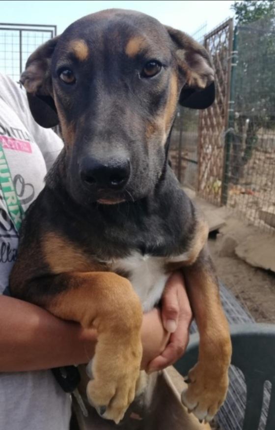 Albertina Mix Lupetta 3Anni Cresce In Recinto.catania
